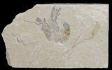Cretaceous Fossil Shrimp - Lebanon #69985-1